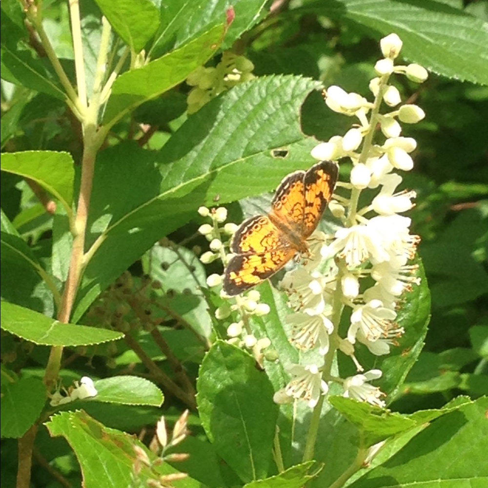 Meet your Posher, Sara